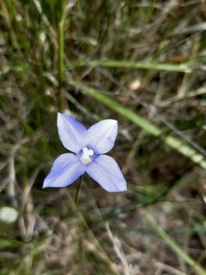 Native Blue Bell